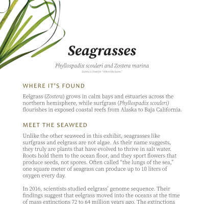 Sea Grasses