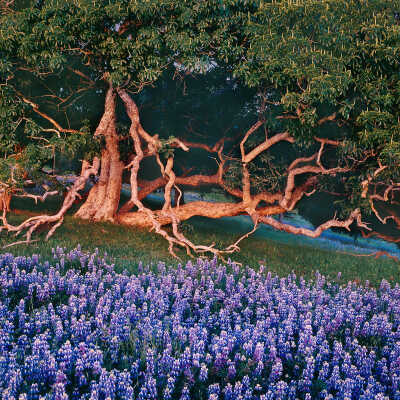 Lupine (Lupinus spp.), California Buckeye Tree (Aesculus californica)