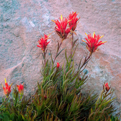 Siskiyou Indian Paintbrush (Castilleja miniata)