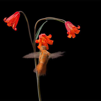 Rufous Hummingbird and Scarlett Fritillary