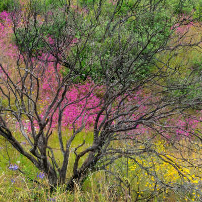 Red Ribbon Clarkia