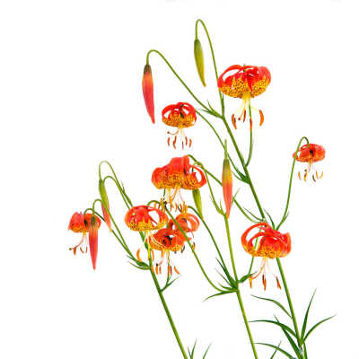 California Leopard Lilies (Lilium pardalinum)