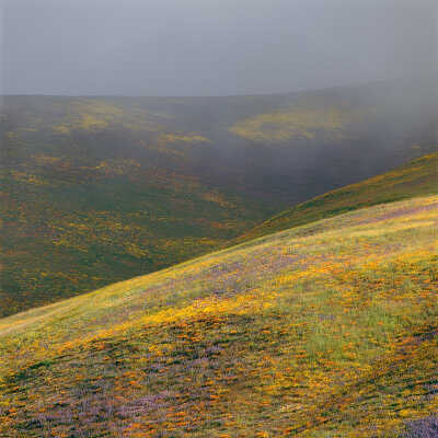 "50 Year Bloom," Sunlight on Hillside Below Clouds