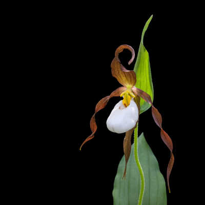 Mountain Lady's Slipper (Cyprepidium montanum)