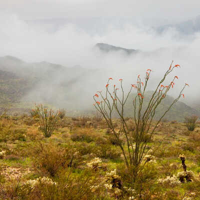 Ocotillo (Fonquieria splendens) and Rare Desert Fog; "100 Year Bloom," 2005 El Nino Event