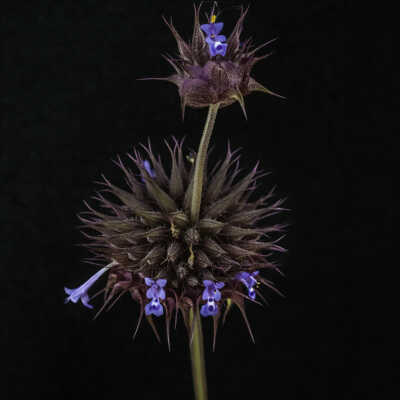 Chia (Salvia columbariae)