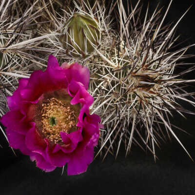 Robust Hedgehog Cactus Flower (Echinocereus fasciculatus)