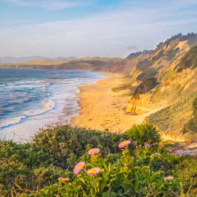 Sea Daisy, San Gregorio State Beach