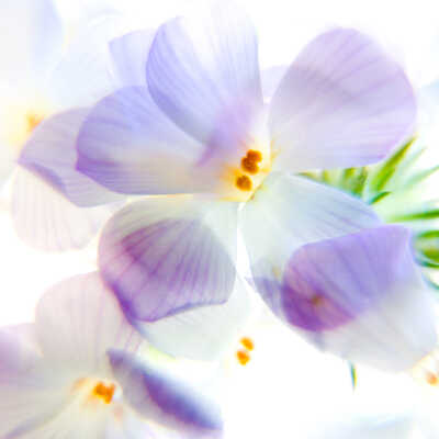 Large Flowered Phlox (Leptosiphon grandiflorus), "Contact" Series