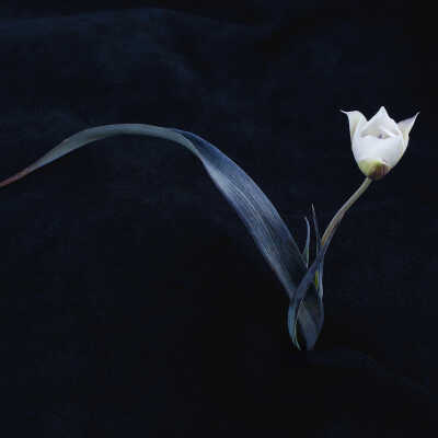 Oakland Star Tulip (Calochortus umbellatus)