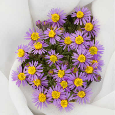 Dwarf Alpine Daisy (Erigeron pygmaeus), "Wrapped" Series