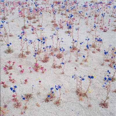 Desert Canterbury Bells (Phacelia campanularia), Bigelow's Monkeyflower (Mimulus bigelovi) in Desert Wash