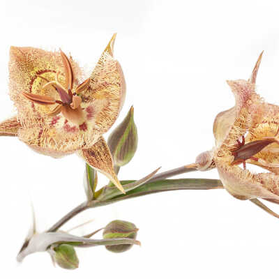 Tiburon Mariposa Lily (Calochortus tiburonensis)