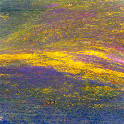 "50 Year Bloom," Monet's Carpet