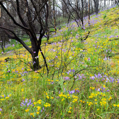 Red Bud Trail (Golden Fairy Lantern)