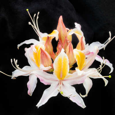 Western Azalea (Rhododendron occidentale)