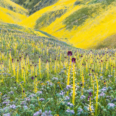 Carrizo Plains (Desert Candles)