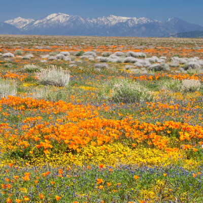 California Poppy (Eschscholzia californica), Blue Phacelia (Phacelia distans), Goldfields (Lasthenia californica), Checker Fiddleneck (Amsinkia tessellate)