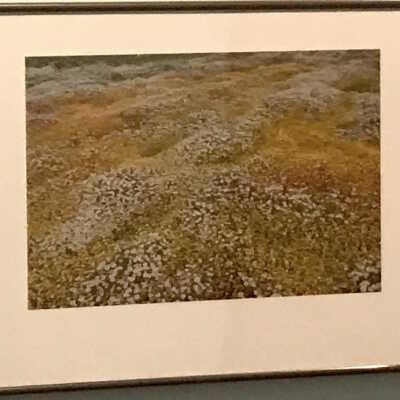 Central Valley Daises