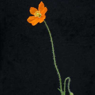 Fire Poppy (Papaver californicum)