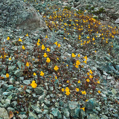 Seep Spring Monkeyflower (Mimulus guttatus) in Serpentine Rock