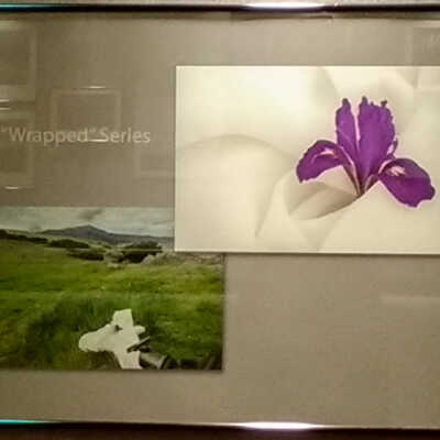 Wrapped Iris (Douglas Iris) (Behind the Scenes)