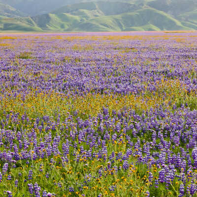 Lupine at Base of Grapevine