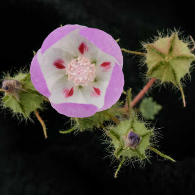 Desert Fivespot (Eremalche rotundifolia)