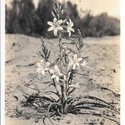 Desert Lily