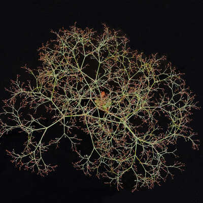Palmer's Buckwheat (Erigonum palmerianum)