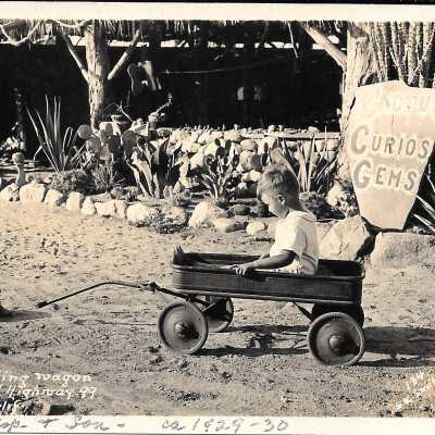 Desert Land Turtle pulling wagon