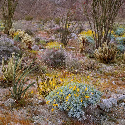 Brittlebush (Encelia farinosa) and Ocotillo (Fouquieria splendens)