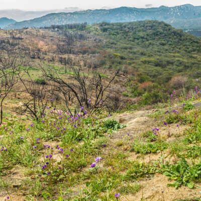 Wildflowers flourish after a fire in the Santa Ana Mountain