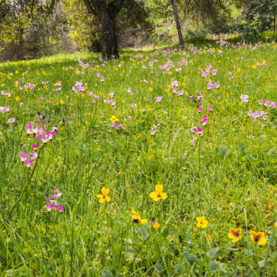 Shooting Stars (Dodecatheon hendersonii), Johnny Jump Up (Viola pedunculata)