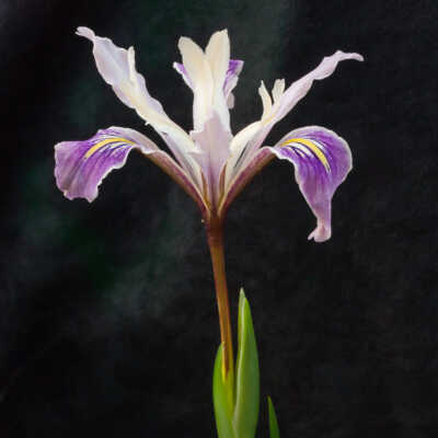 Bowltube Iris (Iris macrosiphon)