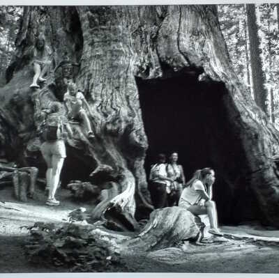 “Dead Giant” or Tunnel Tree (former), Tuolumne Grove