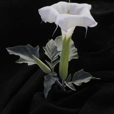 Datura (Datura wrightii)