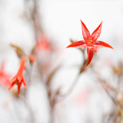 Scarlet Gilia (Ipomosis aggregata), "Contact" Series