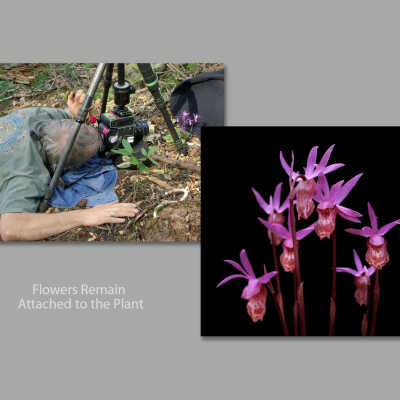 Calypso Orchid (Behind the Scenes)