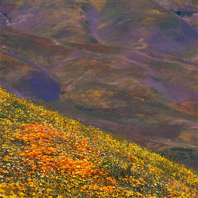 "50 Year Bloom," California Poppies (Eschscholzia California) and Bigelow's Coreopsis (Coreopsis bigelovii)