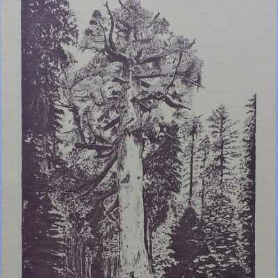 Mariposa Grove Info Card