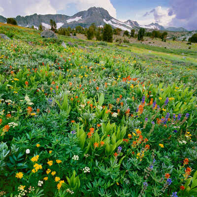 Large Variety of Wildflowers and Roundtop Mountain Peak