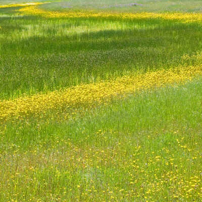 Hawkbit (Leontodon taraxacoides), Baltic Rushes (Juncus balticus)