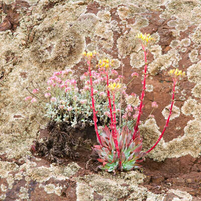 Dudleya "Live Forever" (Dudleya farinosa), Coast Buckwheat (Eriogonum latifolium)