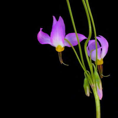 Alpine Shooting Star (Dodecatheon alpinum)