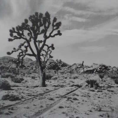 Joshua trees line the road