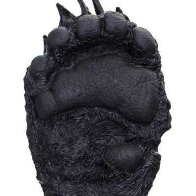 Black Bear Track: Front Paw