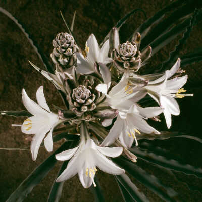 Desert Lily