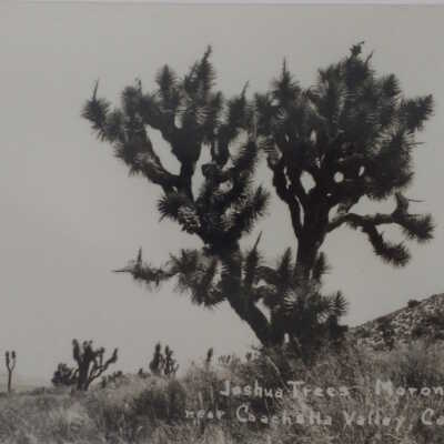 Susie ranged into the Morongo Valley