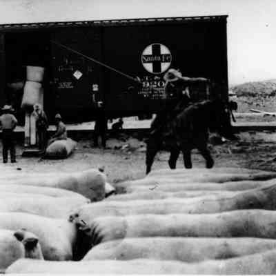 Loading socks of wool on the Santa Fe Line